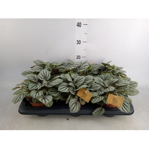 Peperomia