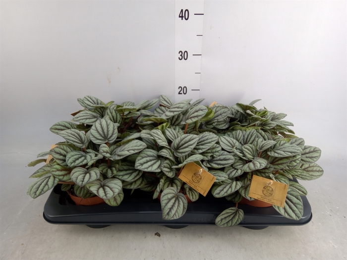 <h4>Peperomia</h4>