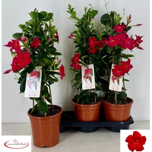 MANDE SUN EA SCARLET