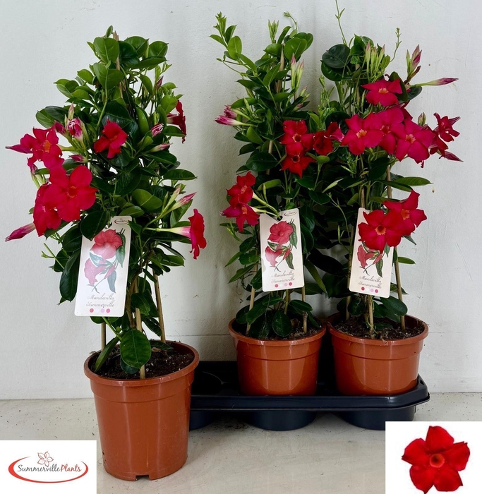 <h4>MANDE SUN EA SCARLET</h4>