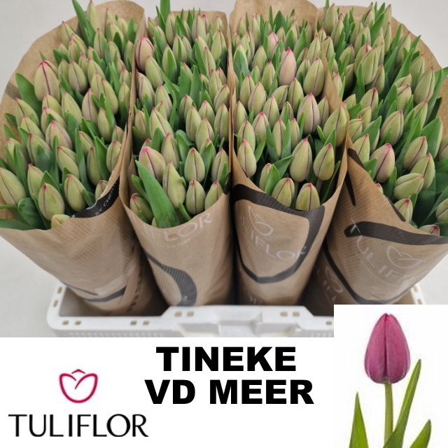 <h4>TU EN TINEKE VD MEER</h4>