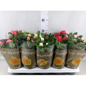 Rosa  'Beau Monde'   ...mix