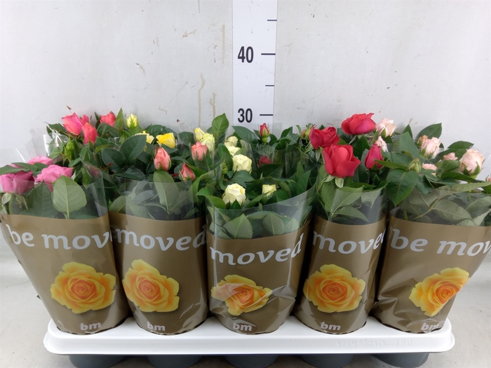<h4>Rosa  'Beau Monde'   ...mix</h4>