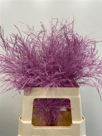 <h4>Treefern Cerise</h4>