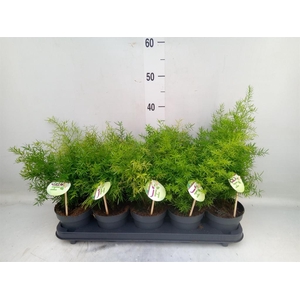 Asparagus dens. 'Cwebe'