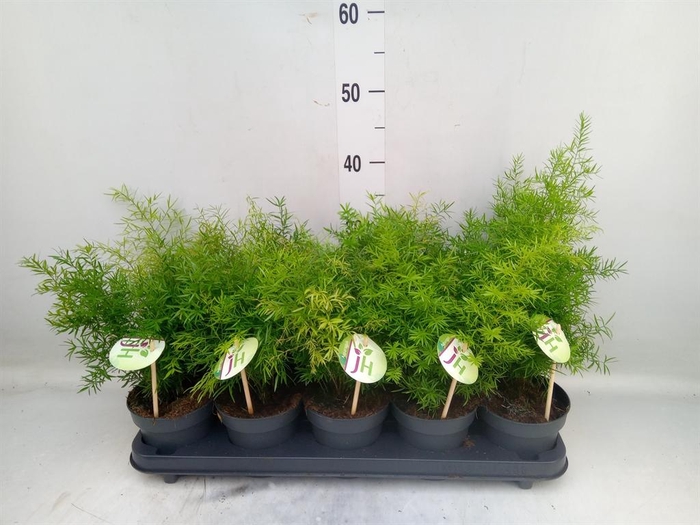 <h4>Asparagus dens. 'Cwebe'</h4>