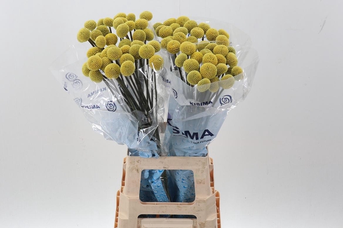 <h4>Cras Paintball Pop</h4>