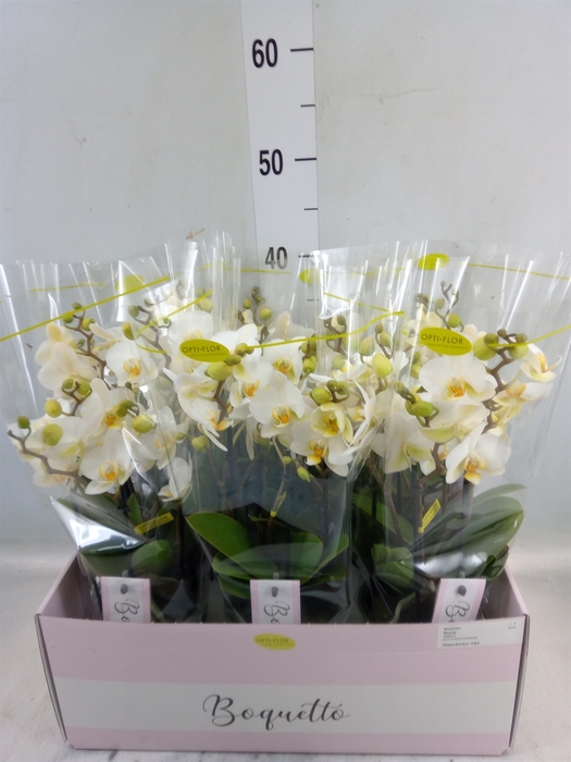 <h4>Phalaenopsis multi.   ...white</h4>