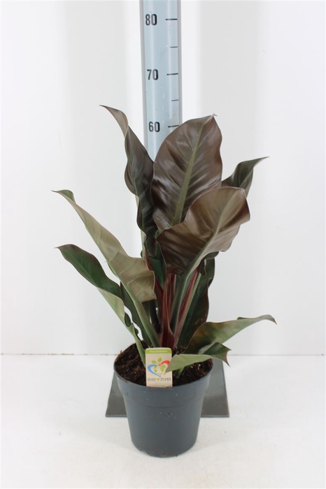 Philodendron Imperial Red P19