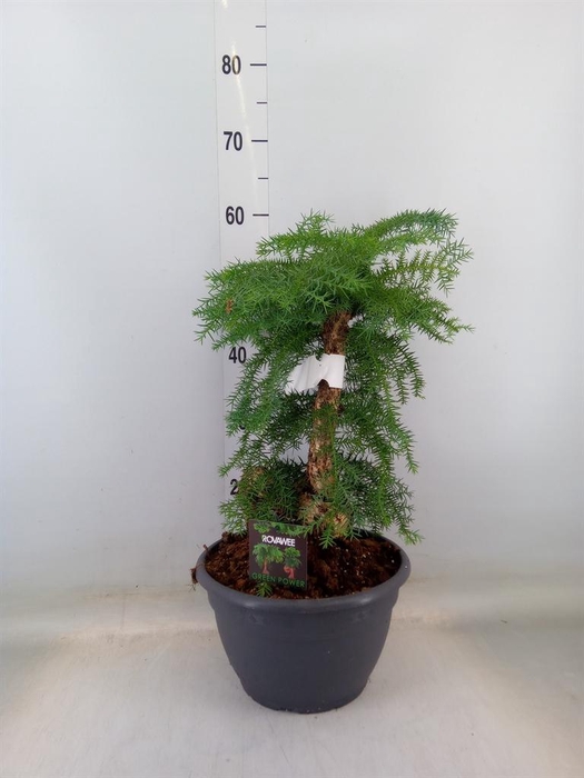 <h4>Araucaria   ...</h4>