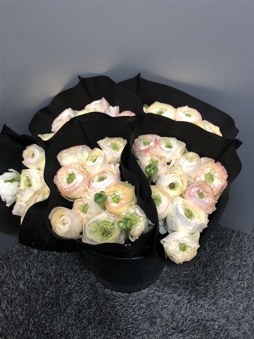 <h4>Ran Suc Crema 509 Sup</h4>