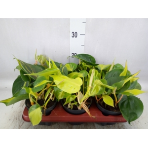 Philodendron scand. 'Brasil'