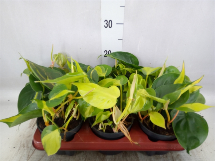 <h4>Philodendron scand. 'Brasil'</h4>