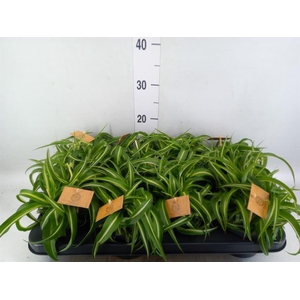 Chlorophytum com. 'Bonnie'