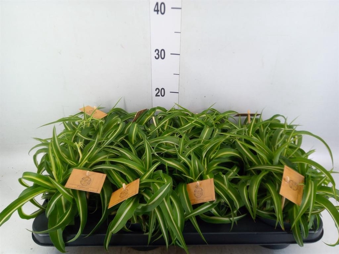 <h4>Chlorophytum com. 'Bonnie'</h4>