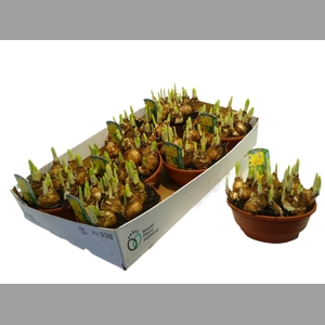 Narcis O Tete A Tete