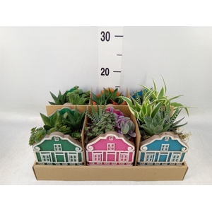 Arr.   Kamerplant Groen L%