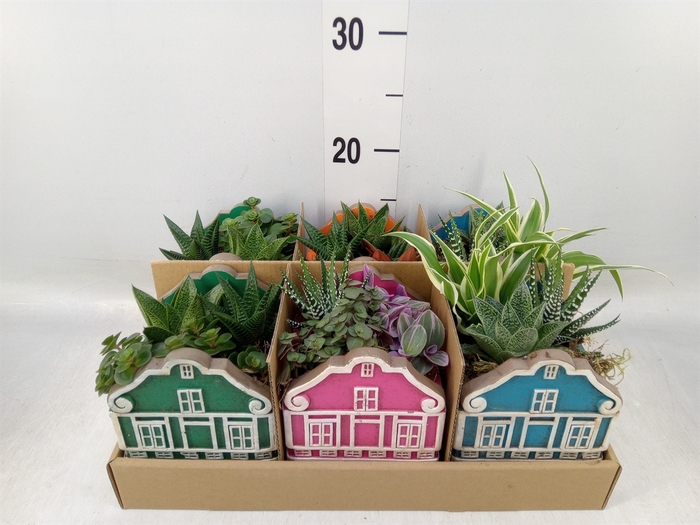 <h4>Arr.   Kamerplant Groen L%</h4>