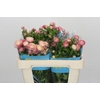 Ranunculus Butterfly Hera