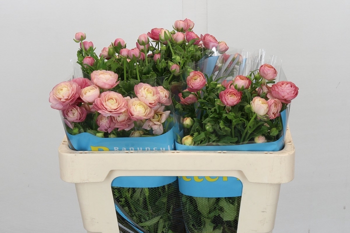 Ranunculus Butterfly Hera