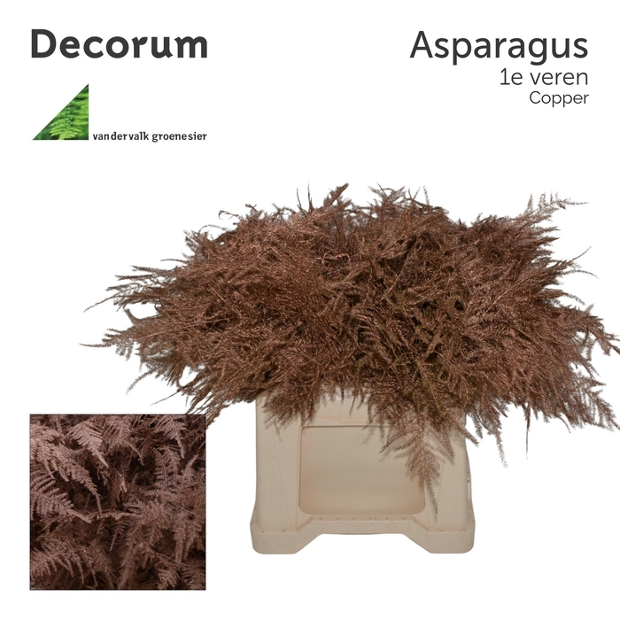 <h4>Asp 1e veren Copper</h4>