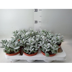 Cotyledon  'Coral'