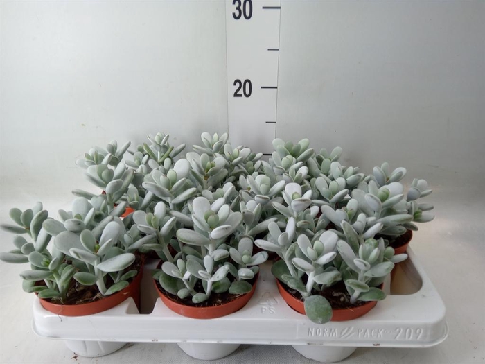 <h4>Cotyledon  'Coral'</h4>
