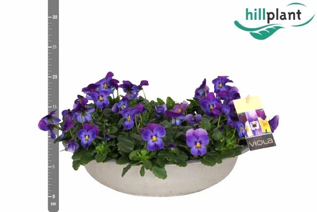 <h4>VIO CO EM DENIM JUP</h4>