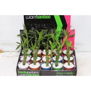 DRACENA LUCKY BAMBOO P06