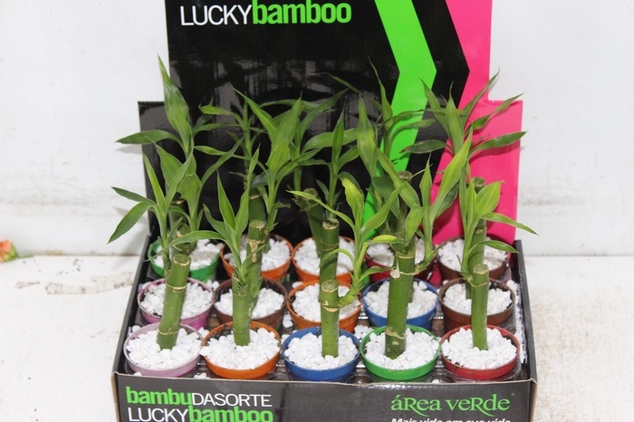 <h4>DRACENA LUCKY BAMBOO P06</h4>