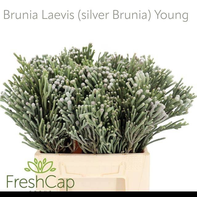 <h4>BRUN LAEVIS</h4>