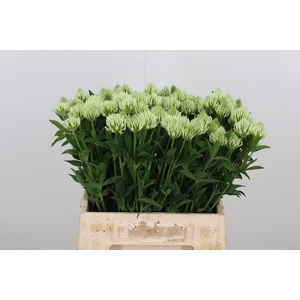 Trifolium Ochroleucon Groen