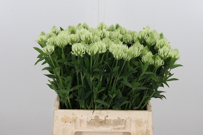 <h4>Trifolium Ochroleucon Groen</h4>