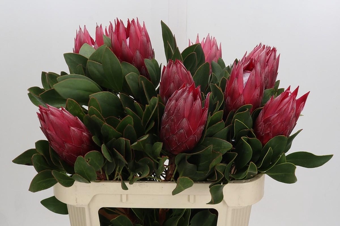 <h4>Protea Cynaroides Madiba</h4>