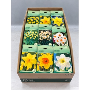 BLOEMBOL NARCIS