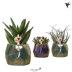 Kolibri Greens Succulenten mix in Pearl pot blue green mix