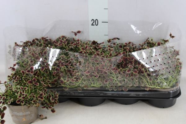 <h4>Trifolium repens 'Estelle'</h4>