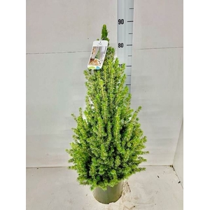 Picea glauca 'Conica'