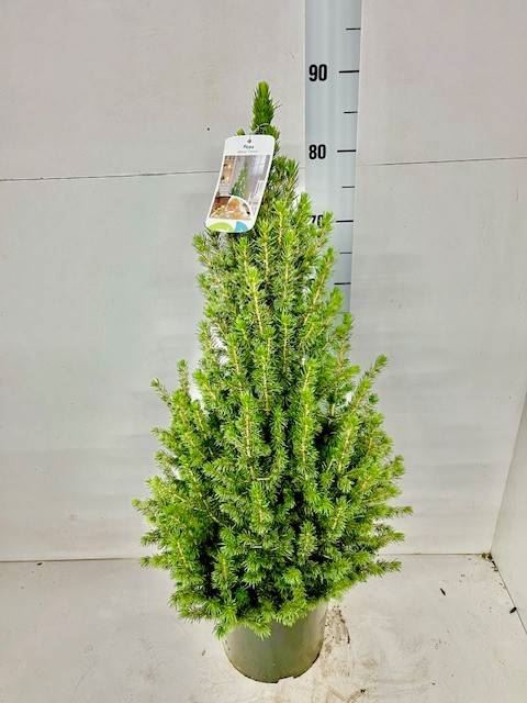 <h4>Picea glauca 'Conica'</h4>