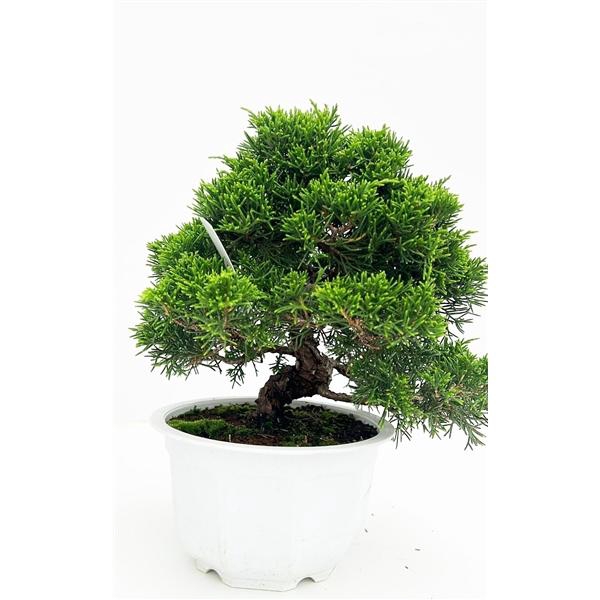 <h4>Juniperus chinensis, 16cm, in trainingpot</h4>