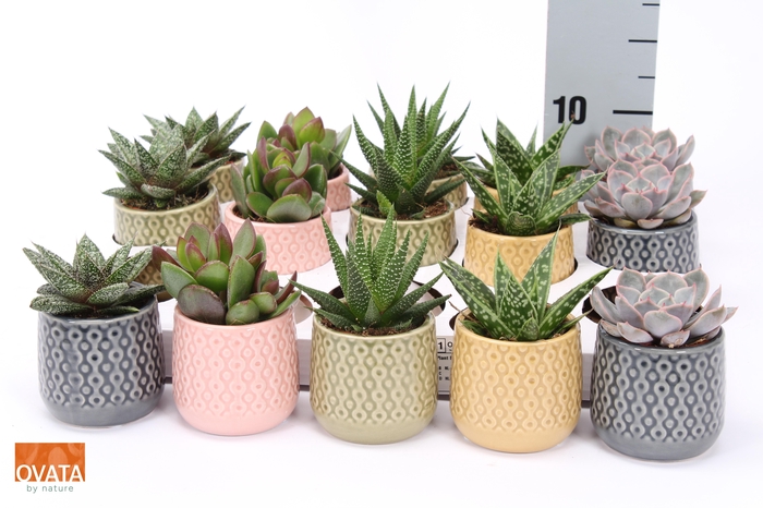 <h4>SUCC GEM 5 SRT</h4>