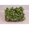 Hedera helix Wonder