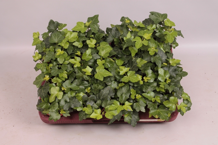 Hedera helix Wonder