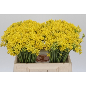 Allium Moly Jeannine