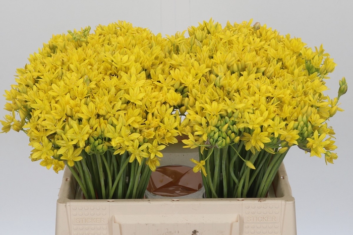 Allium Moly Jeannine
