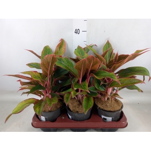 Aglaonema   ...