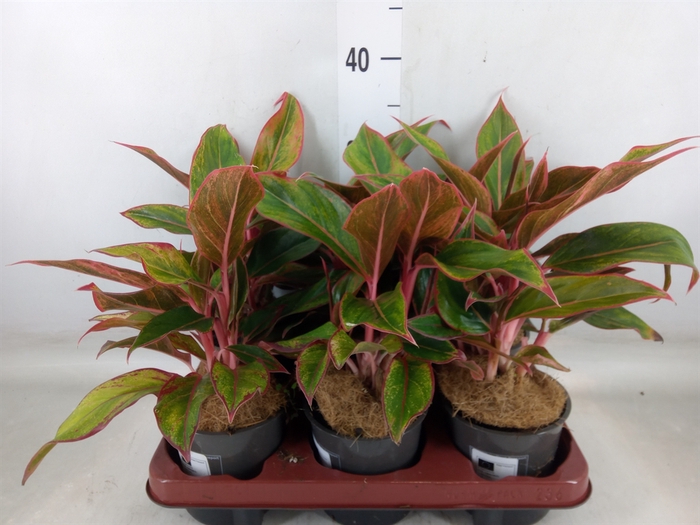 <h4>Aglaonema   ...</h4>