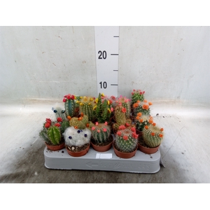 Cactus   ...decorated