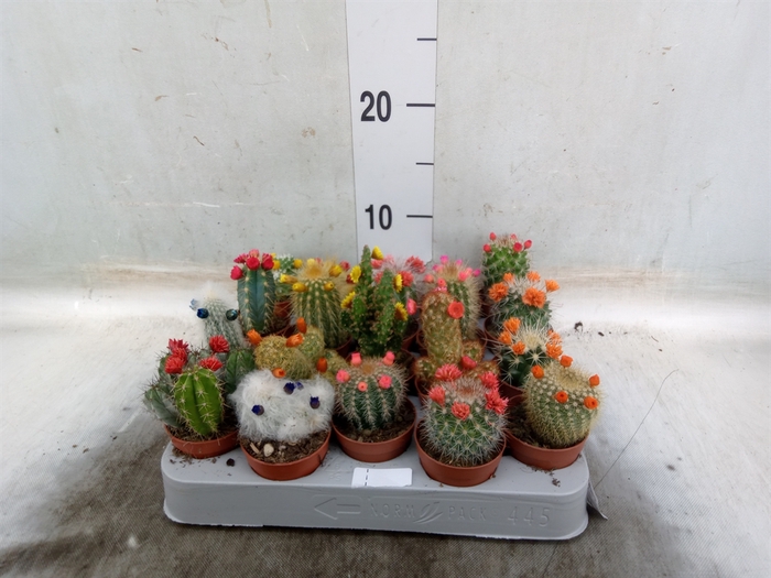 <h4>Cactus   ...decorated</h4>