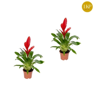 Vriesea Christiane rood